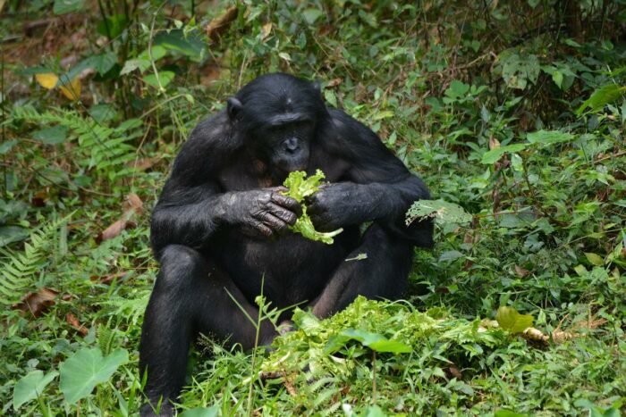 Vallée des Singes