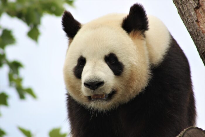 photography of a panda