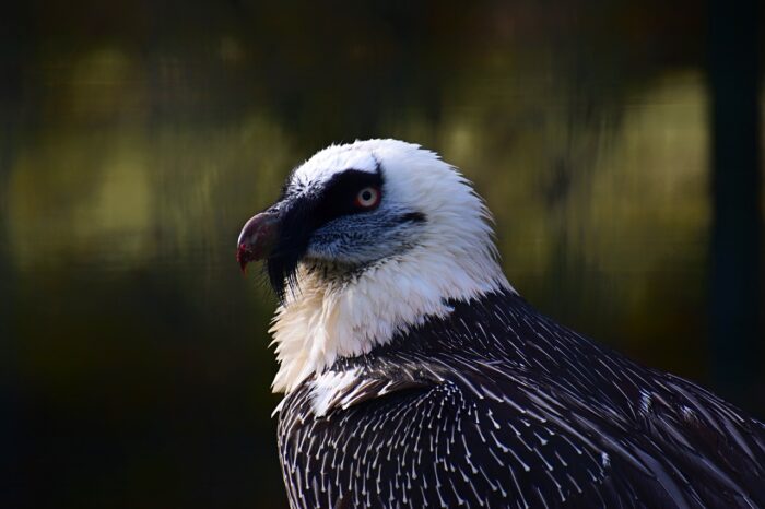 photography of a wild bird