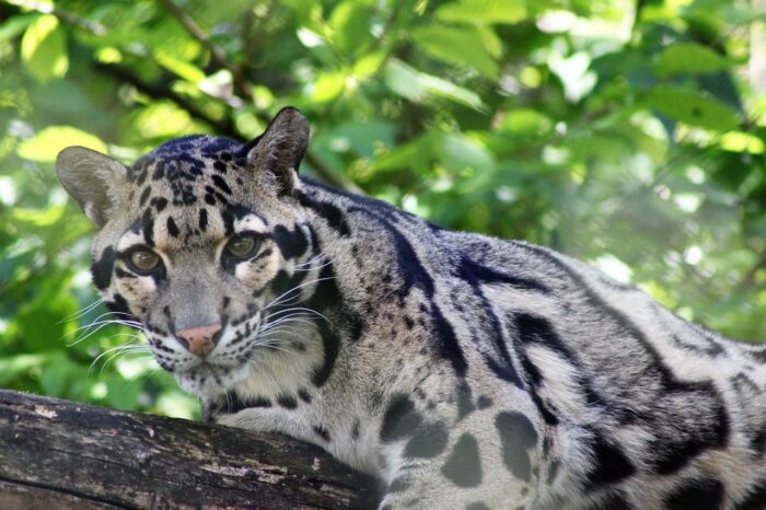 photography of a large cat