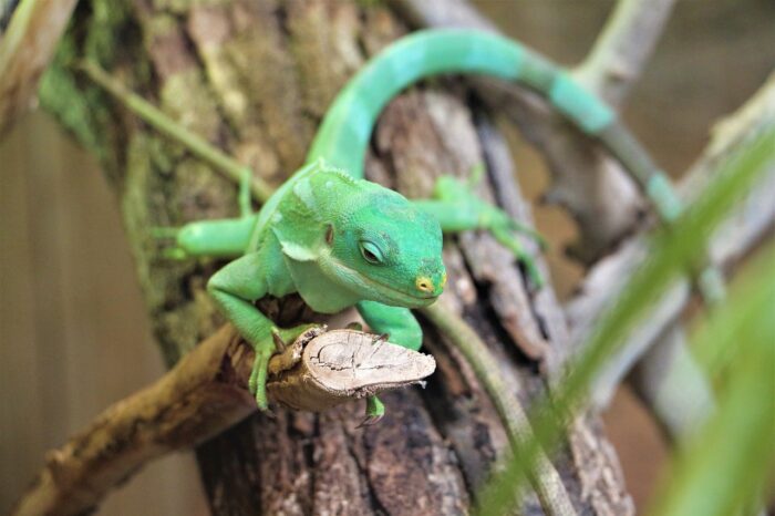 photography of an iguana