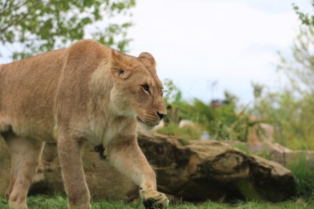 Zoo de Beauval