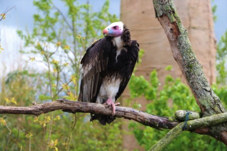 Parc animalier de Beauval