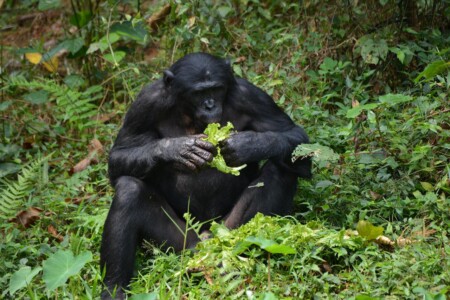 Vallée des Singes